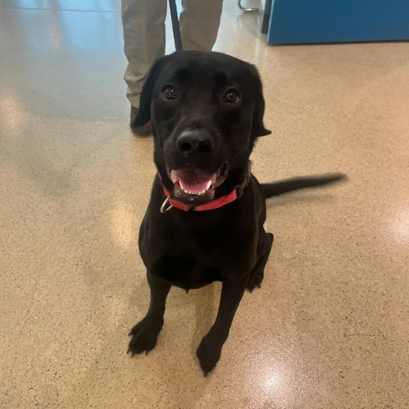 A young large-sized male Black Labrador Retriever dog named Norman for adoption in Manassas, VA