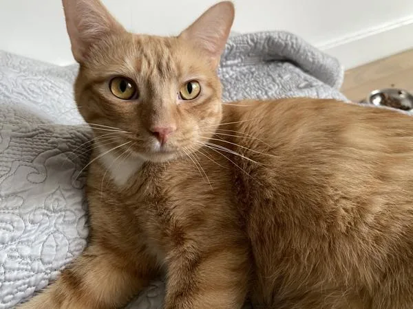 An adult large-sized male Domestic Short Hair cat named Wybii for adoption in New York, NY