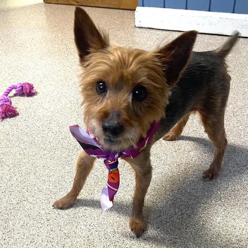 A senior small-sized female Bicolor Yorkshire Terrier dog named Sophie for adoption in Sunderland, MD