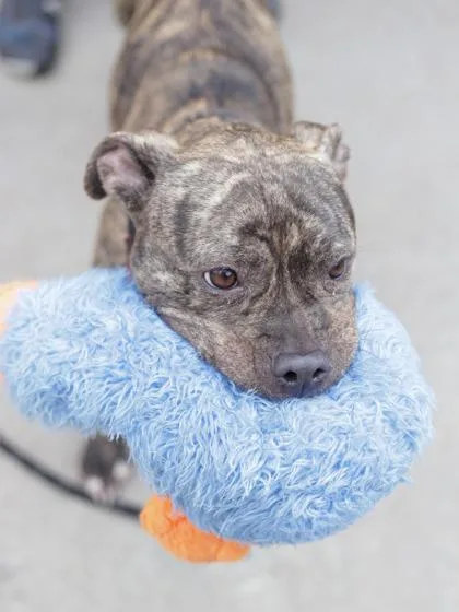 An adult medium-sized female Mixed Breed dog named Rhythm for adoption in Chamblee, GA