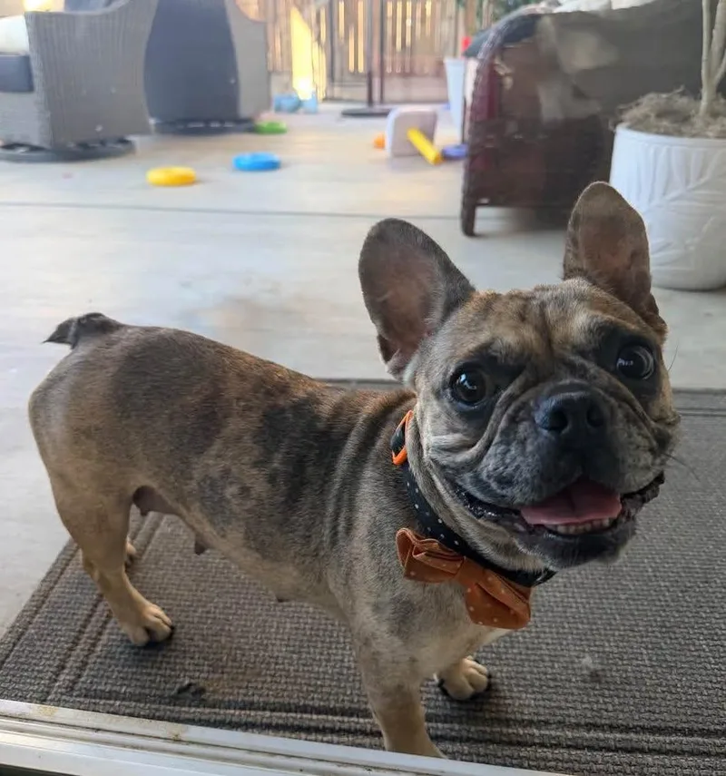 A young small-sized female French Bulldog dog named May for adoption in Portland, OR