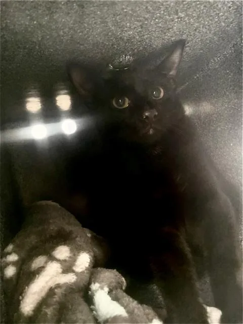 A young medium-sized male Domestic Short Hair cat named Moon for adoption in Dallas, TX