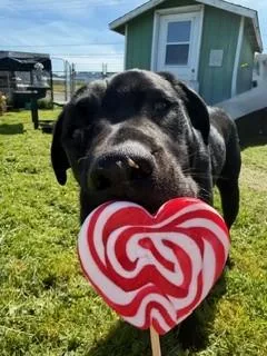 Enzo