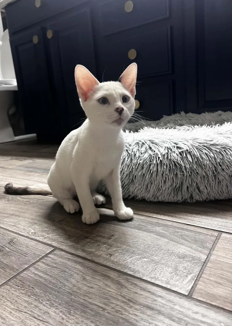 A baby small-sized female Buff / Tan / Fawn Domestic Short Hair cat named Mary Summerville for adoption in Chandler, AZ