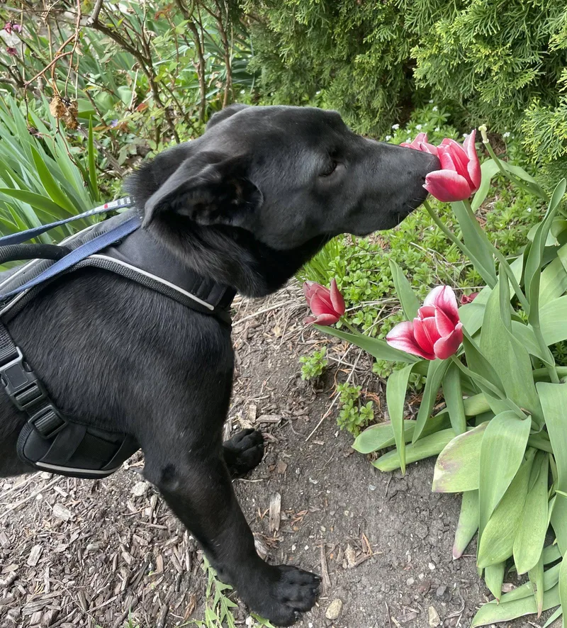 Orion  Xu Litter thumbnail 2