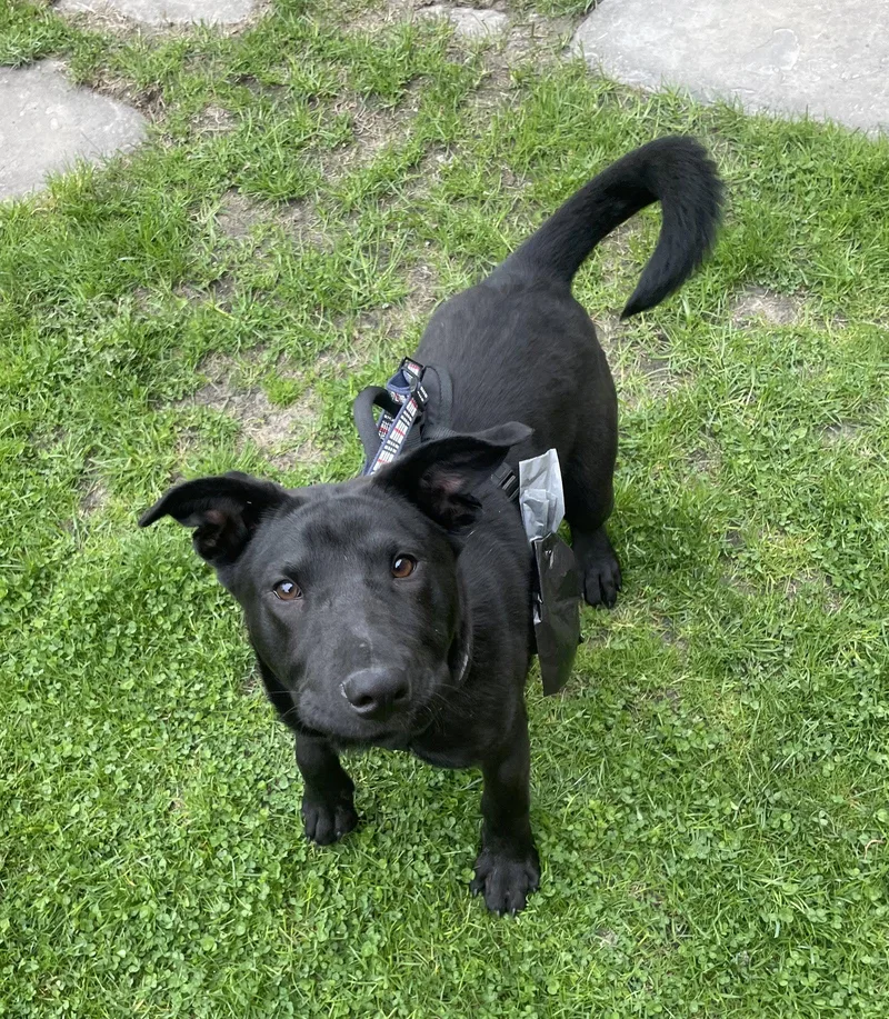 Orion  Xu Litter thumbnail 3