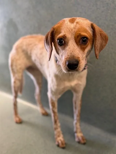 A young medium-sized female Beagle dog named Olive for adoption in Agoura, CA