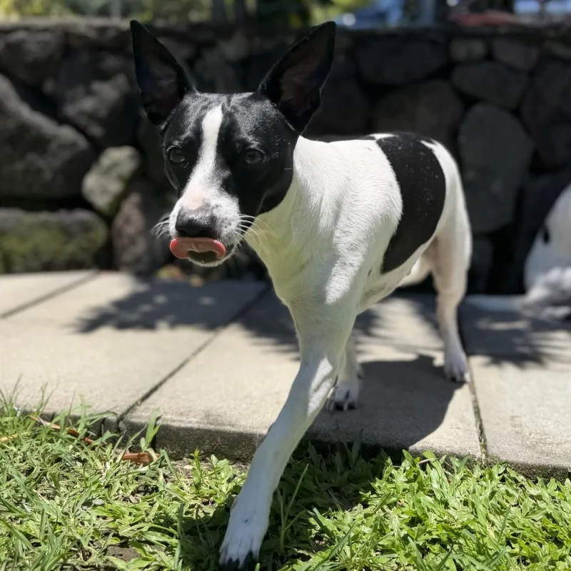 An adult small-sized male Black Rat Terrier dog named Master P for adoption in Keaau, HI