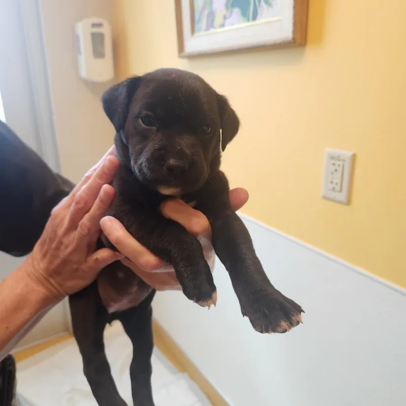 A baby medium-sized female Black Pit Bull Terrier dog named Charlotte for adoption in Norman, OK