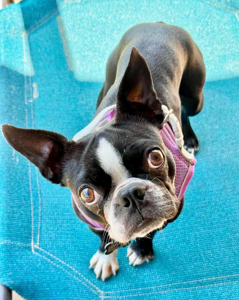 Suki