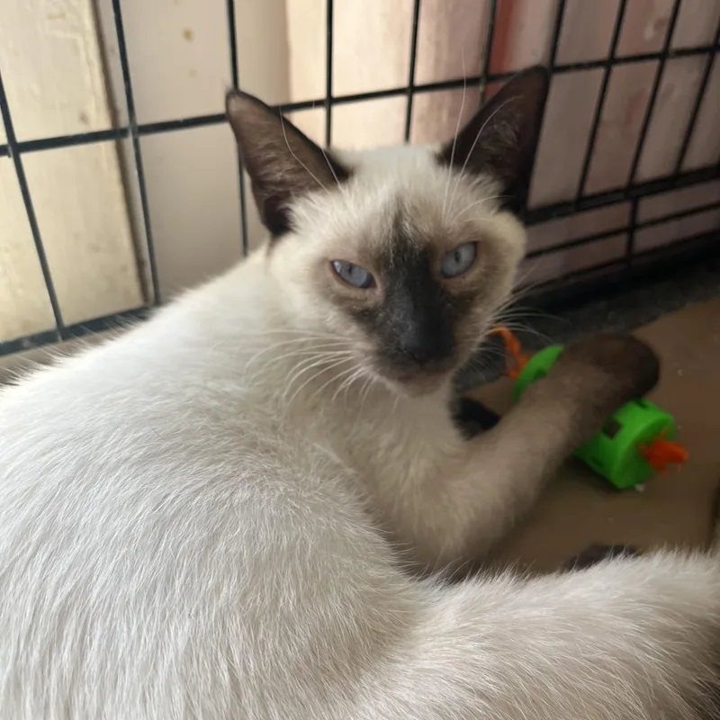 A baby small-sized female Seal Point Siamese cat named Juniper for adoption in Hammond, LA