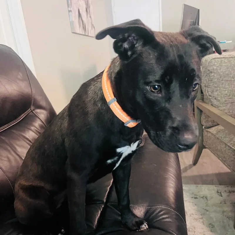 A young medium-sized female Black American Staffordshire Terrier dog named Miss Lexie for adoption in Oceanside, CA