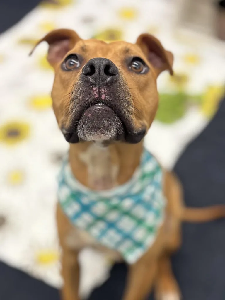 A young medium-sized male Boxer dog named Vernor for adoption in Detroit, MI