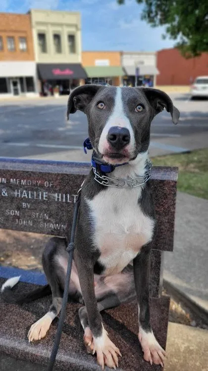 A baby medium-sized male Great Dane dog named Kash for adoption in Clinton, MO