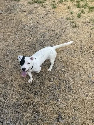 A young medium-sized male White / Cream Jack Russell Terrier dog named Thor for adoption in Jackson, GA