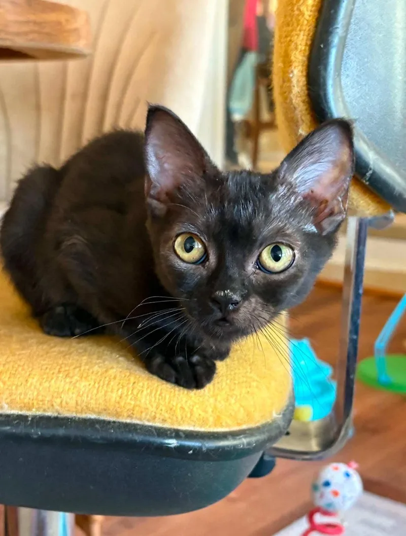 A baby small-sized female Black Domestic Short Hair cat named Baby Bear for adoption in Phoenix, AZ