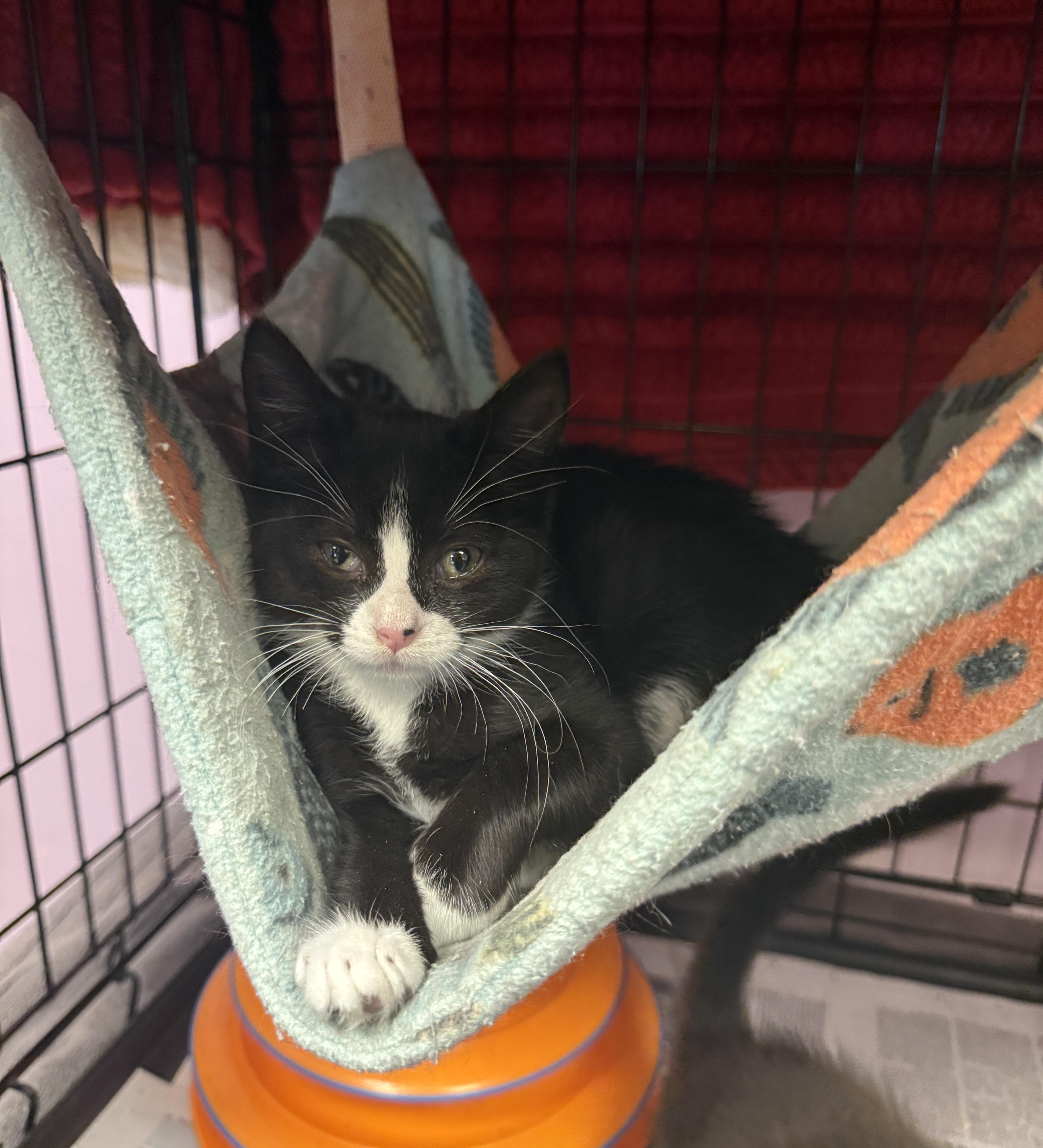 A young small-sized female Black & White / Tuxedo Domestic Short Hair cat named Melanie for adoption in Freeport, NY