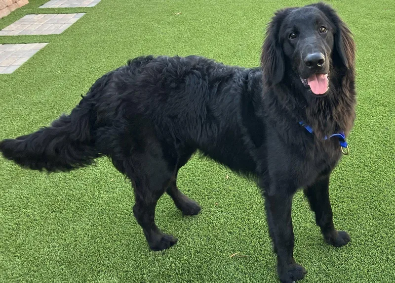 A baby medium-sized male Golden Retriever dog named Wilson for adoption in Glendale, AZ