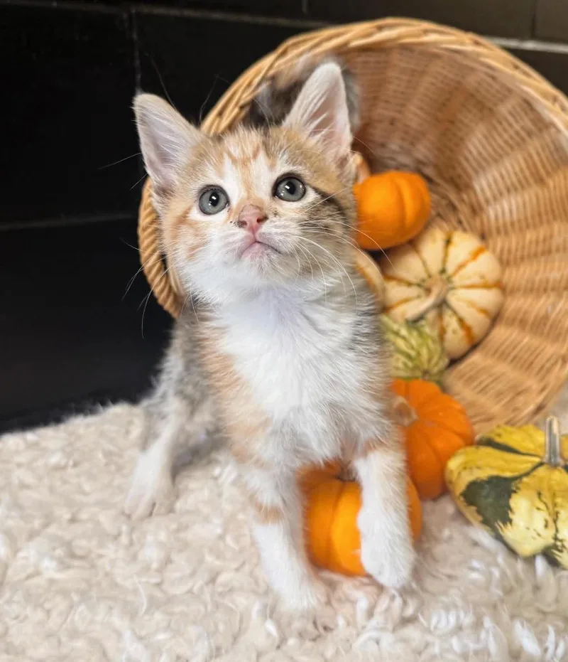 A baby small-sized female Domestic Short Hair cat named Toffee for adoption in Effingham, IL