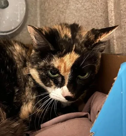 An adult medium-sized female Domestic Short Hair cat named Pandy for adoption in Washington, DC