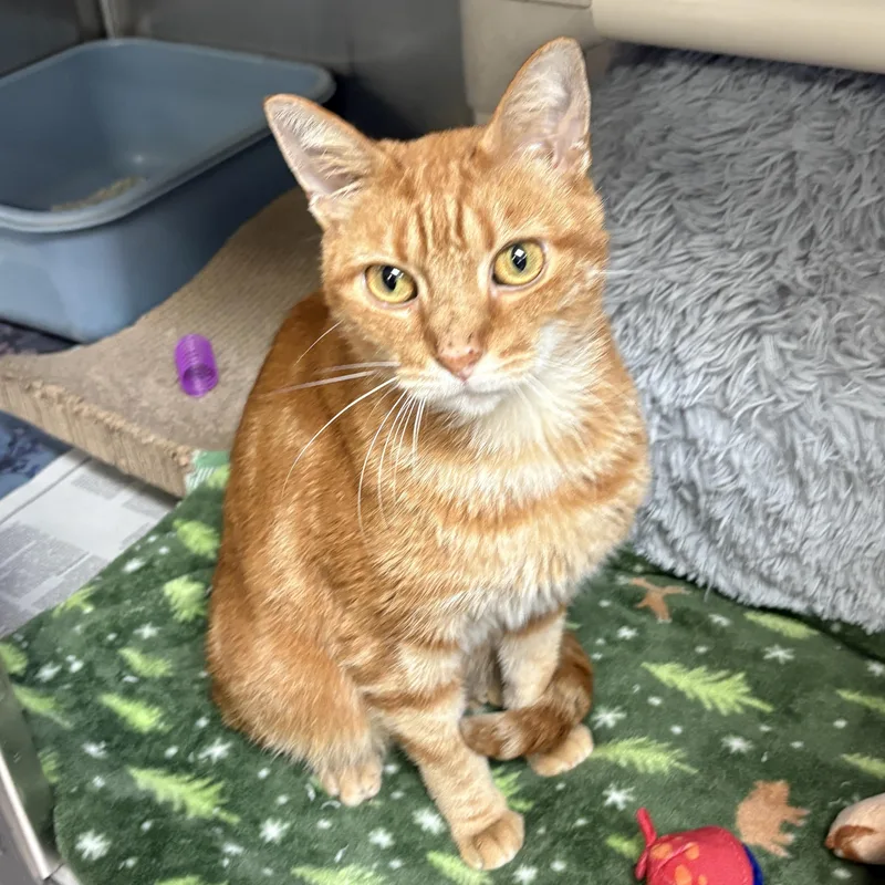 A young medium-sized male Domestic Short Hair cat named Zenzi for adoption in Beacon, NY