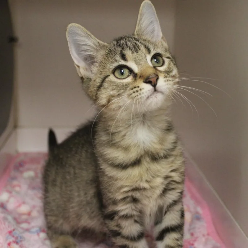 A baby small-sized female Domestic Short Hair cat named Ducati for adoption in Champaign, IL