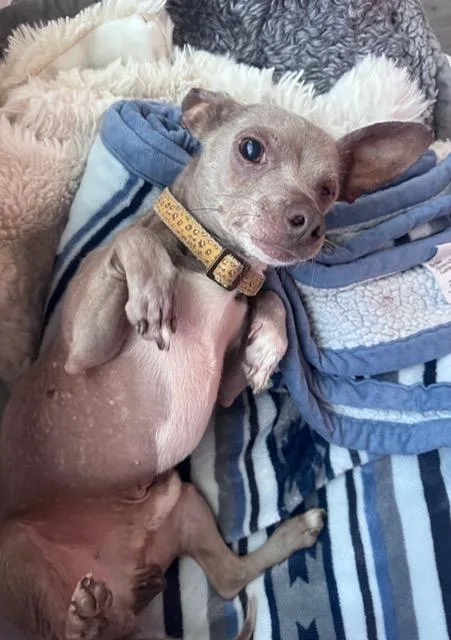 An adult small-sized male Chinese Crested Dog dog named Ferdinand Leonardo Iii for adoption in fort worth, TX