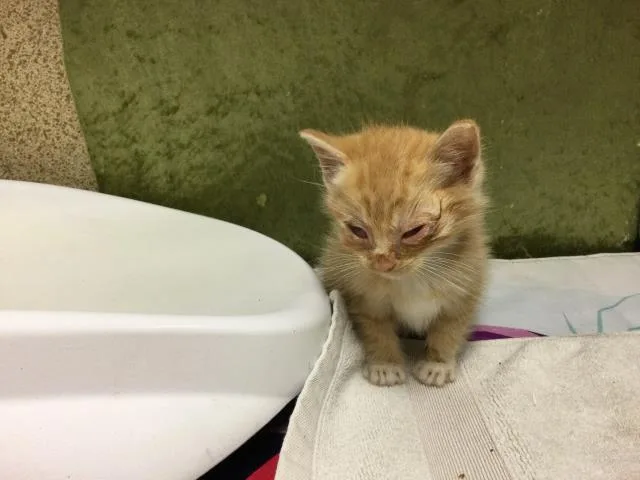 A baby small-sized female Domestic Short Hair cat named Lace for adoption in Riverside, CA