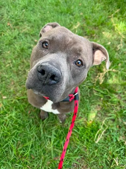 An adult large-sized male Mixed Breed dog named Buddie for adoption in Jacksonville, FL