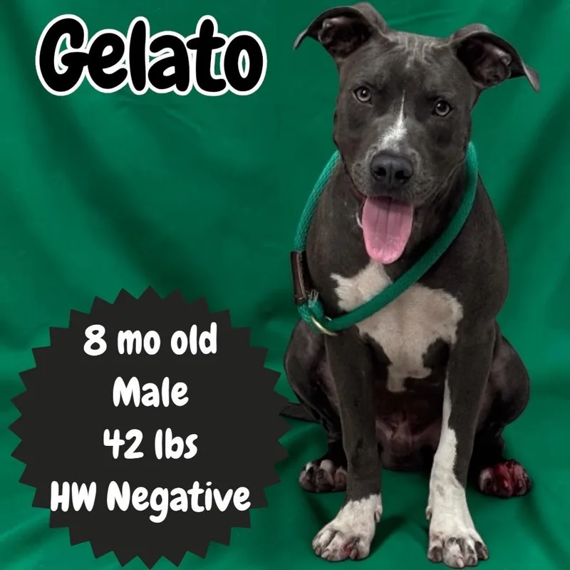 A baby medium-sized male American Staffordshire Terrier dog named Gelato for adoption in Sorrento, LA