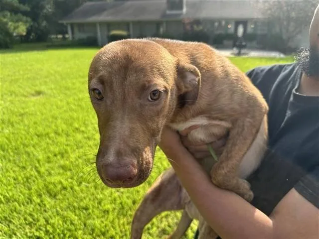 A young medium-sized female Labrador Retriever dog named Christina for adoption in Houston, TX