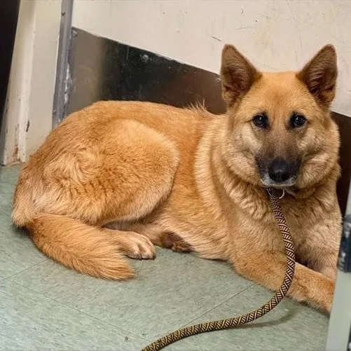 A young medium-sized female Shepherd dog named Saffron for adoption in Danbury, CT