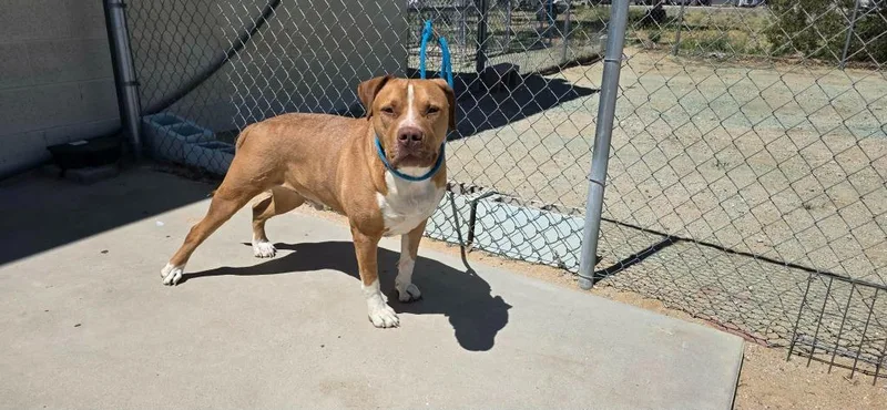 An adult large-sized male Pit Bull Terrier dog named Carmel for adoption in California City, CA