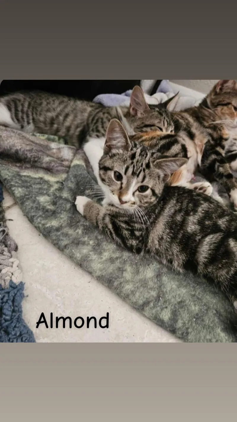 A young small-sized female Domestic Short Hair cat named Almond for adoption in St Petersburg, FL