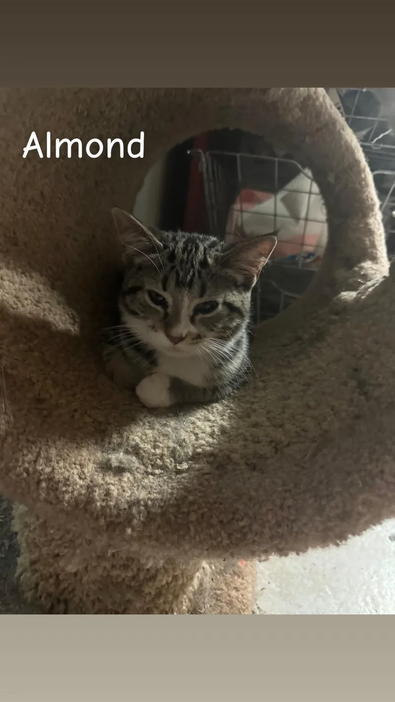 Almond thumbnail 2
