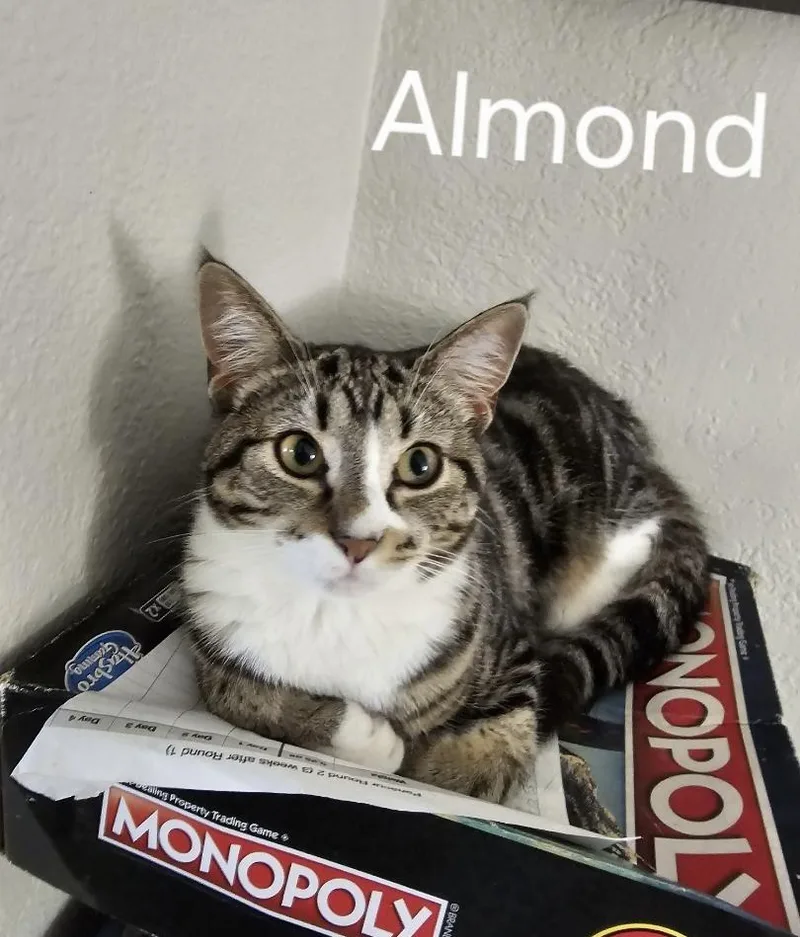 Almond thumbnail 3