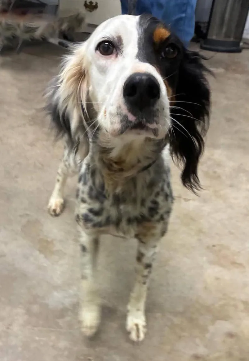 An adult medium-sized female Tricolor (Brown, Black, & White) English Setter dog named Basilina Urgent!! for adoption in Wood Dale, IL