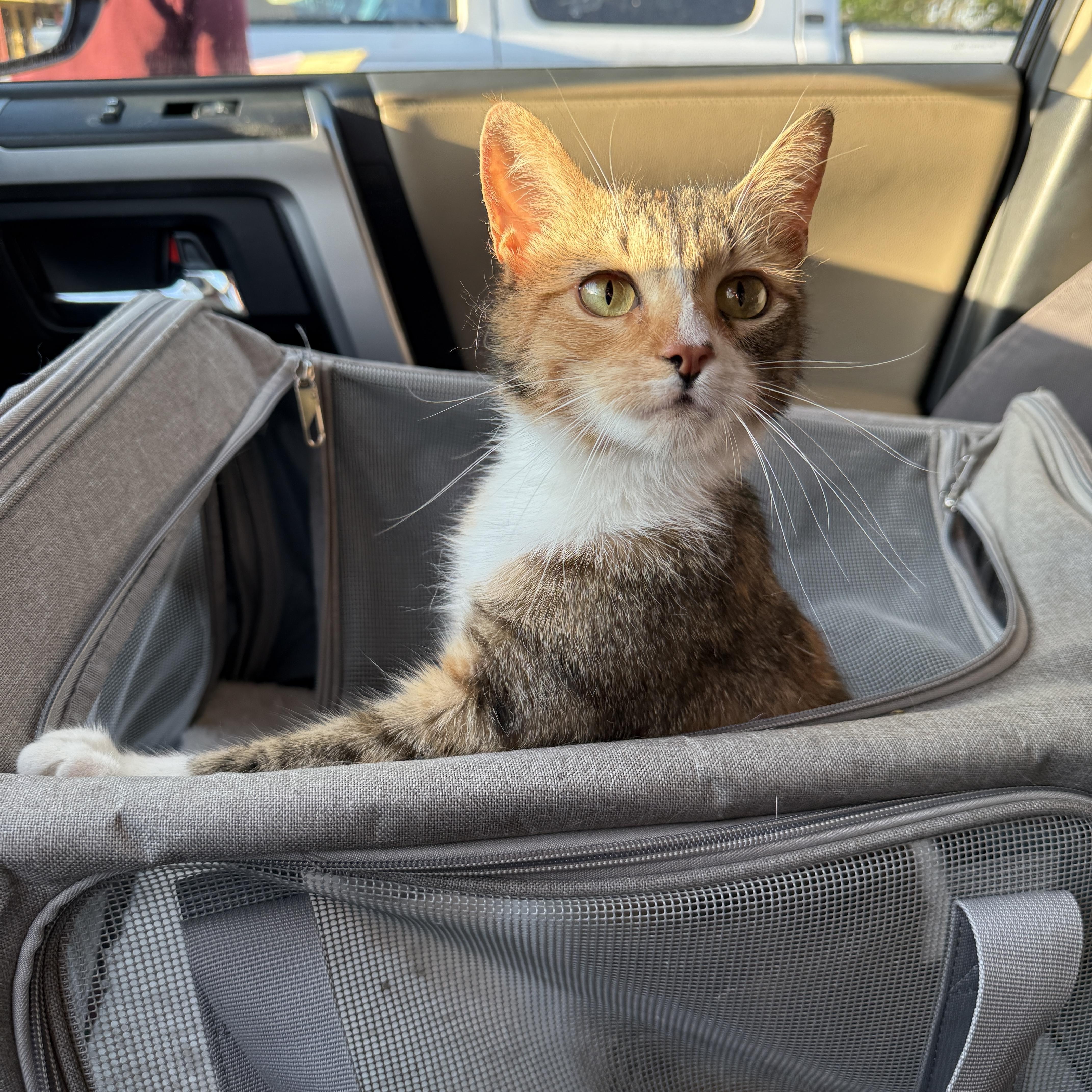 A young medium-sized female Calico Domestic Short Hair cat named Marigold for adoption in Clyde, NC