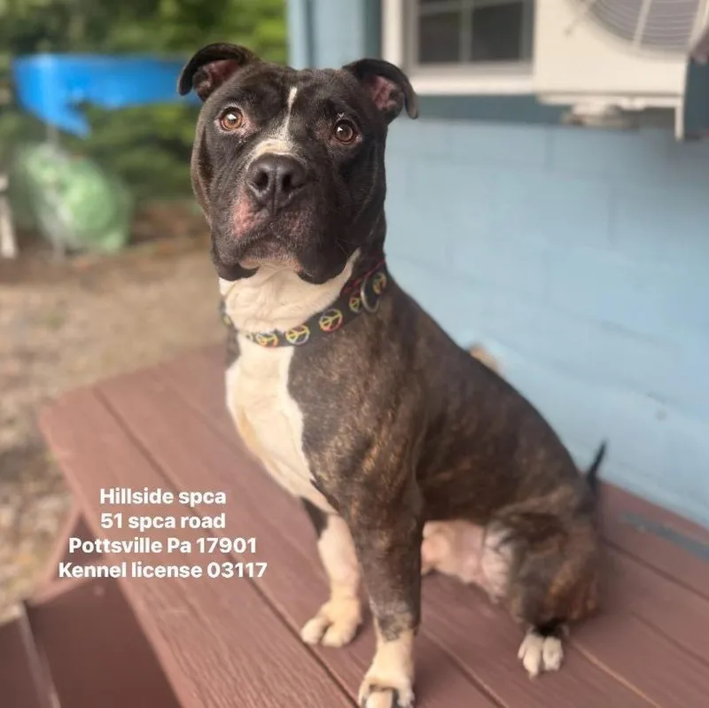 A young large-sized male Pit Bull Terrier dog named Havoc for adoption in Pottsville, PA
