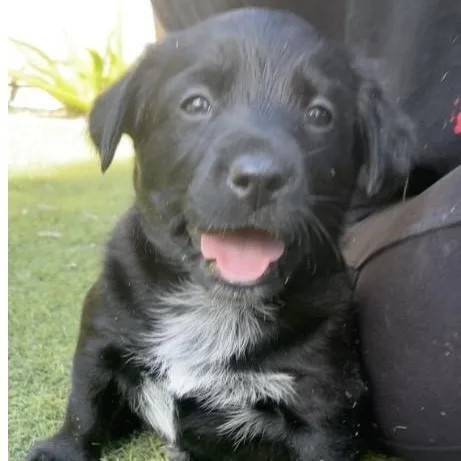A baby medium-sized female Black Golden Retriever dog named Sable for adoption in Santa Rosa, CA