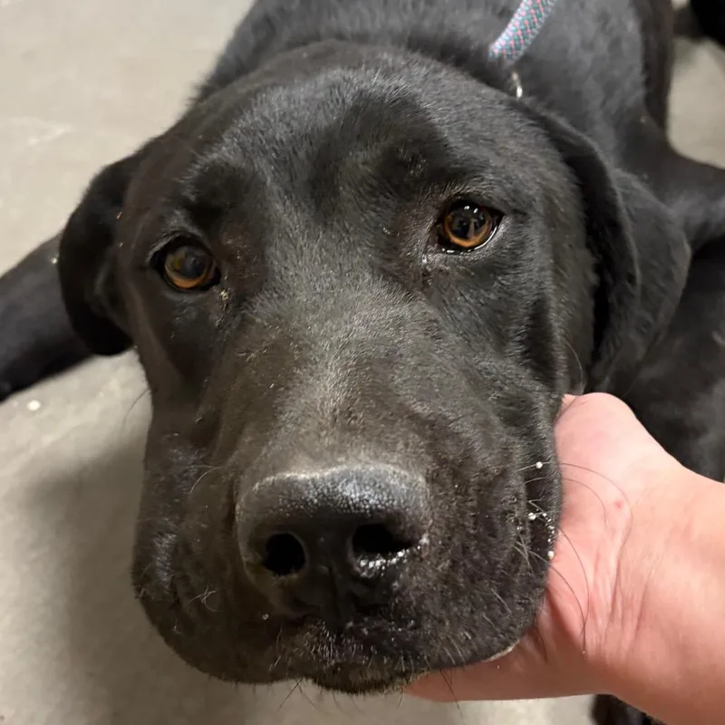 A young large-sized male Black Labrador Retriever dog named Wilson for adoption in Yuma, AZ