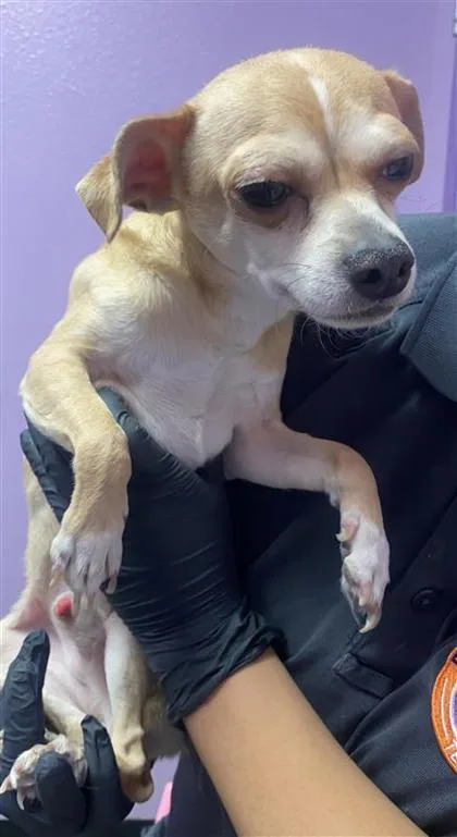 An adult small-sized male Apricot / Beige Chihuahua dog named Bruno for adoption in El Paso, TX