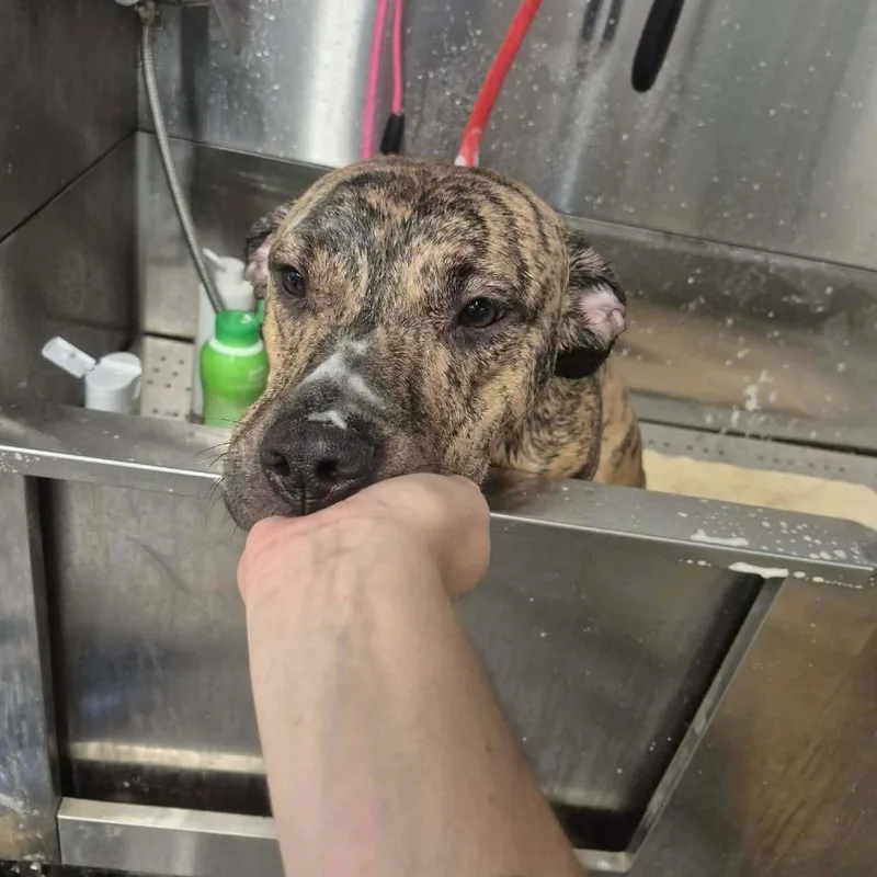 An adult medium-sized male Brindle Pit Bull Terrier dog named Royce for adoption in Dover, AR