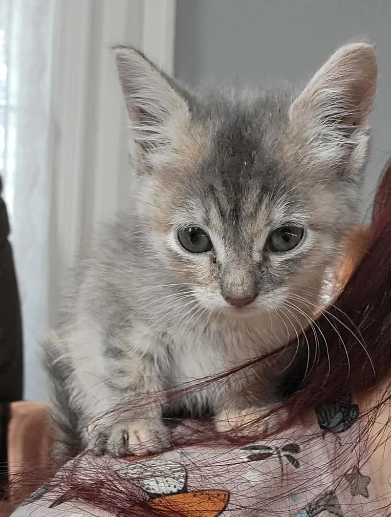 A baby small-sized female Domestic Short Hair cat named Lily for adoption in Locust Grove, GA