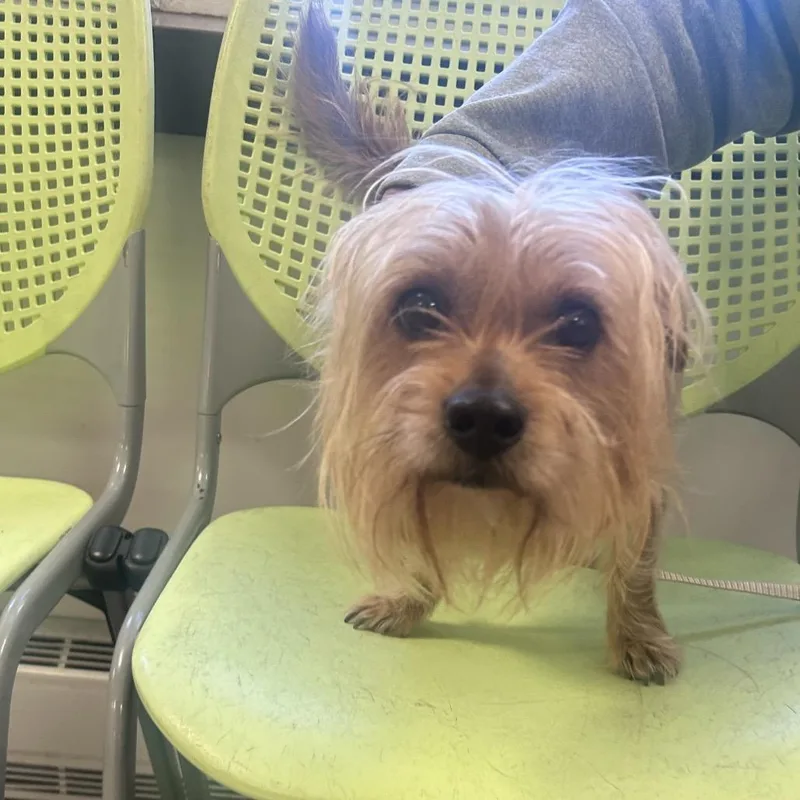 An adult small-sized male Yellow / Tan / Blond / Fawn Mixed Breed dog named Frollie for adoption in Philadelphia, PA