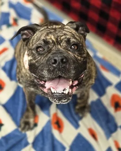 An adult large-sized female Brindle Mixed Breed dog named Courtney for adoption in Hamilton, OH