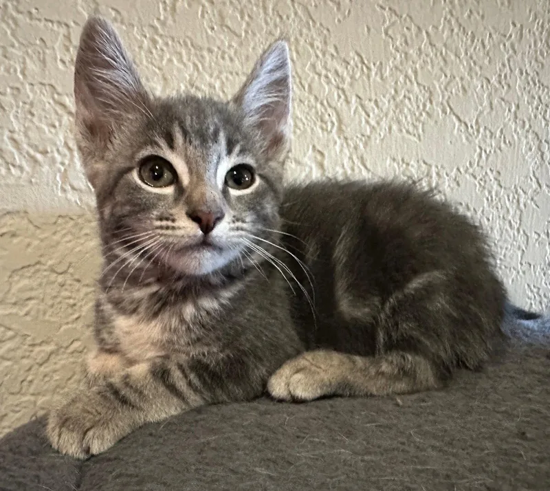 A baby small-sized female Tabby cat named Ali & Alfi for adoption in Walnut Creek, CA