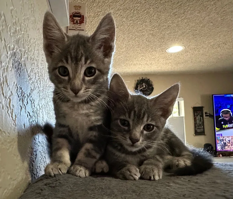 Ali & Alfi thumbnail 2