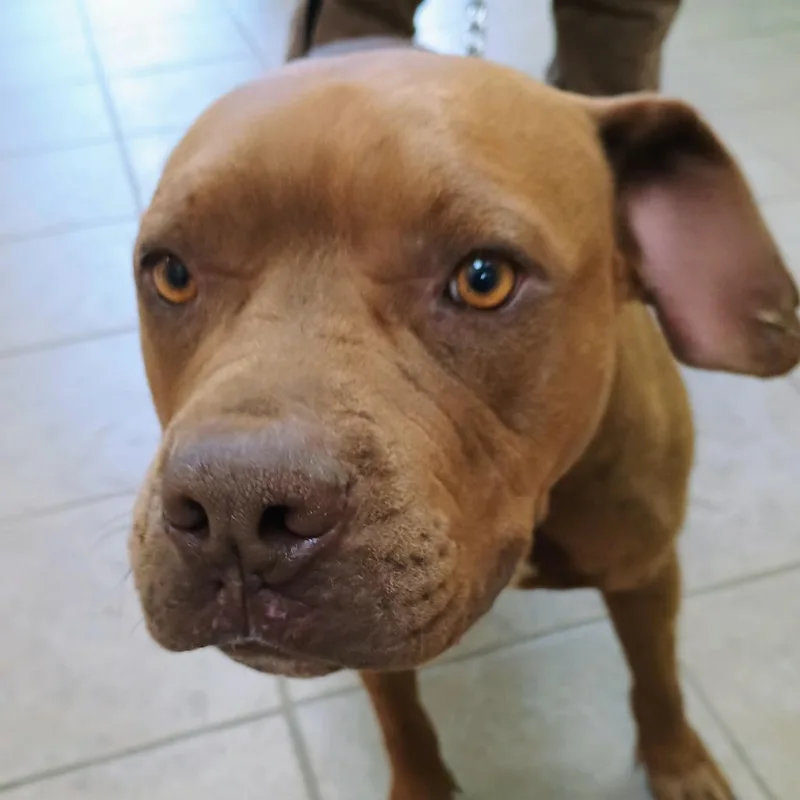 An adult large-sized female Pit Bull Terrier dog named Penny for adoption in Palestine, TX