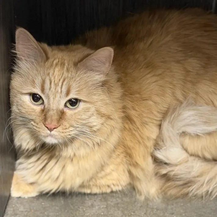 An adult large-sized male Orange / Red Maine Coon cat named Loki for adoption in Midland, TX